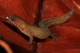 Image of Virgin Islands dwarf sphaero