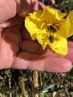 Sivun Oenothera stricta subsp. stricta kuva