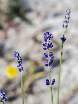 Image of English Lavendar