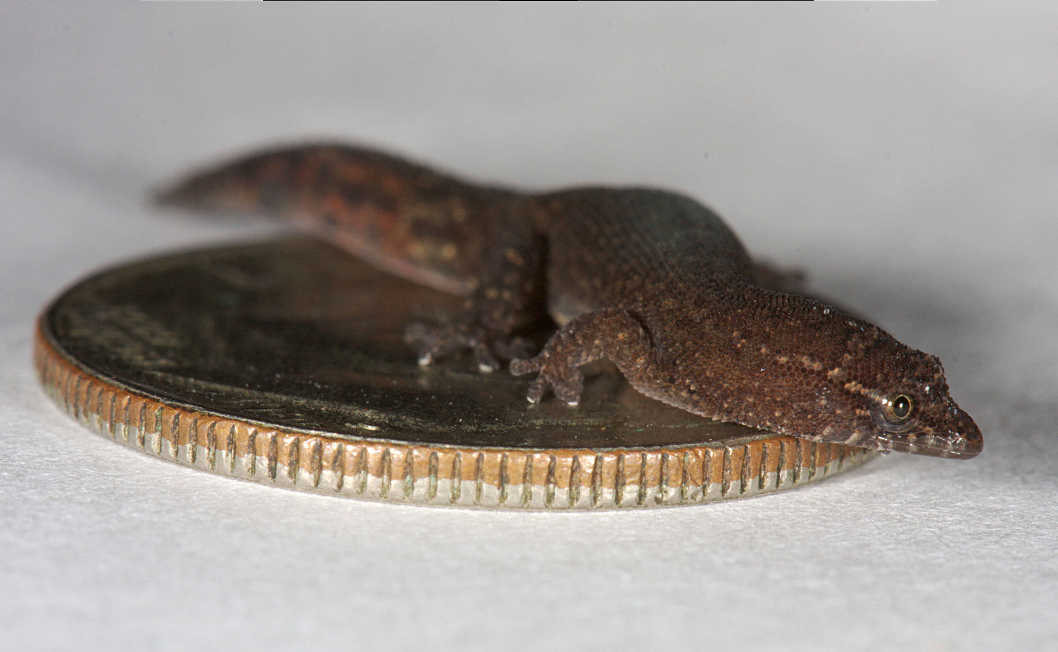 Image of Virgin Islands dwarf sphaero