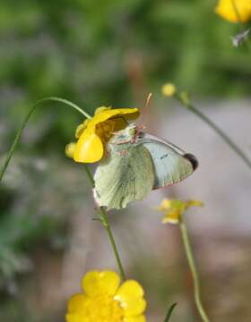 Image of Palaeno Sulphur