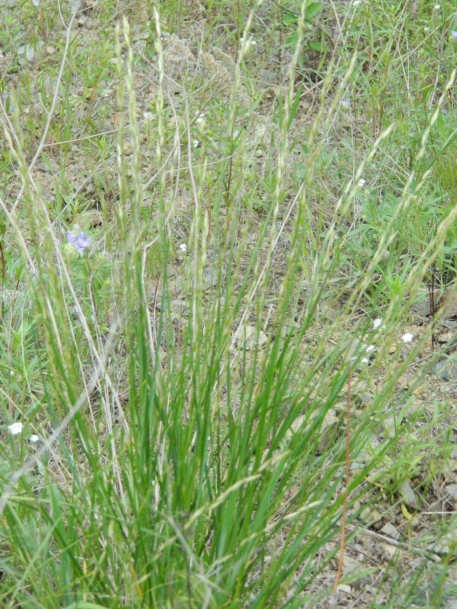 Image of oniongrass