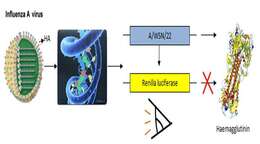 Image of Influenza A virus