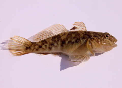 Image of Neogobius