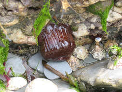 Image of Strawberry anemone