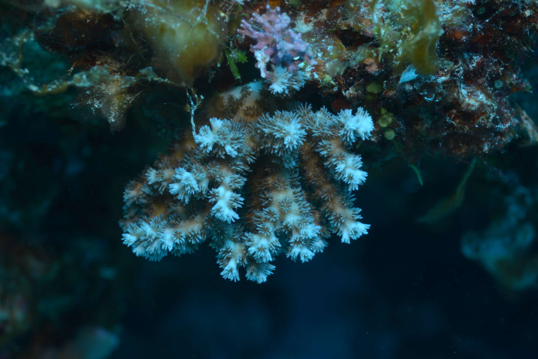 Image of Scalpel Coral