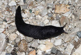 Image of ash-black slug