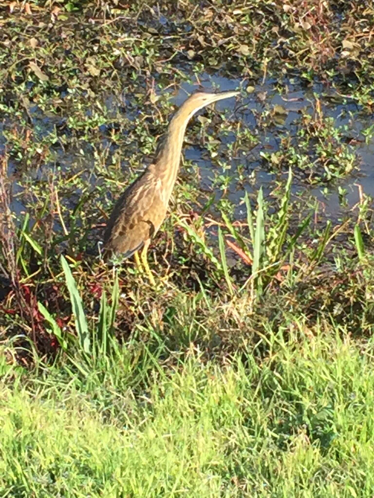 Image of American Bittern