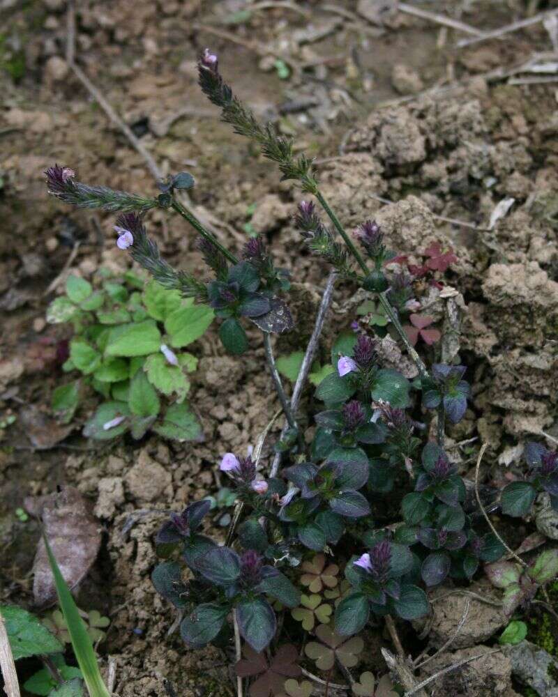 Image of Justicia procumbens L.