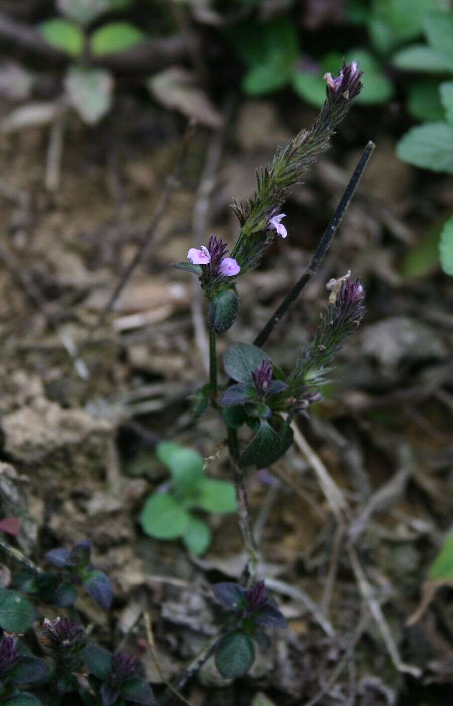 Image of Justicia procumbens L.