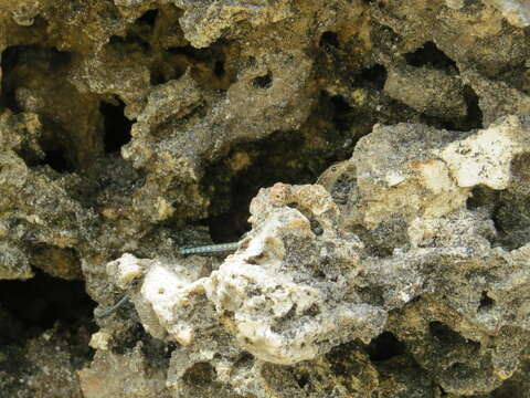 Image of East-African Snake-eyed Skink