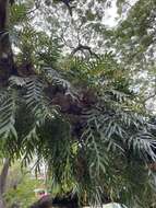 Image of basket fern