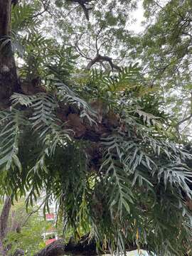 Image of basket fern