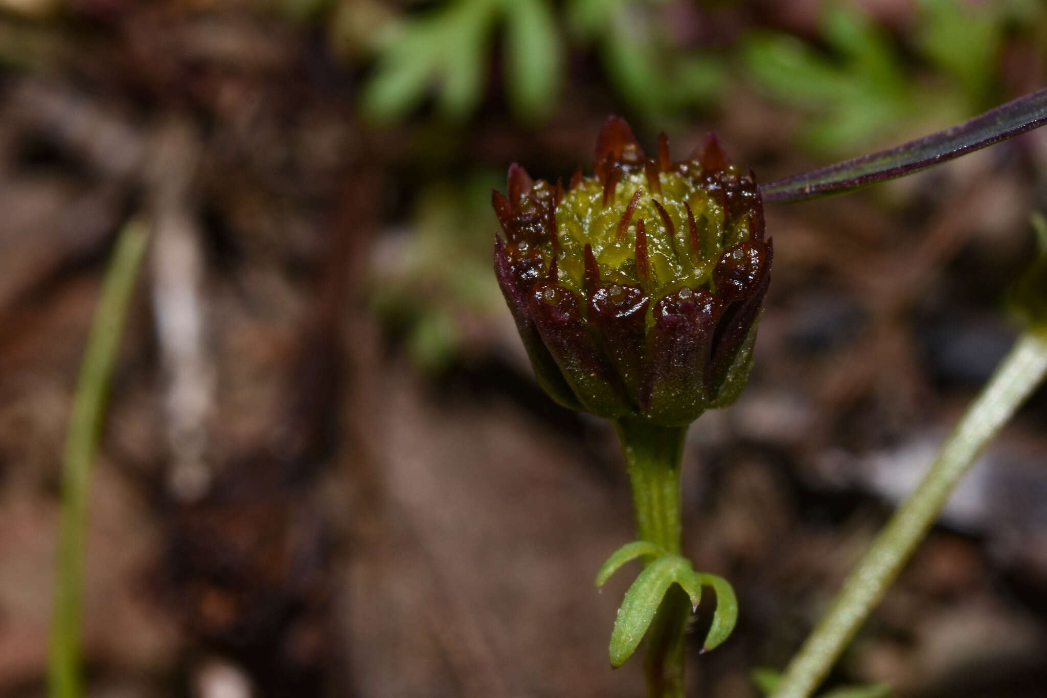 Imagem de Chrysanthellum indicum subsp. afroamericanum B. L. Turner