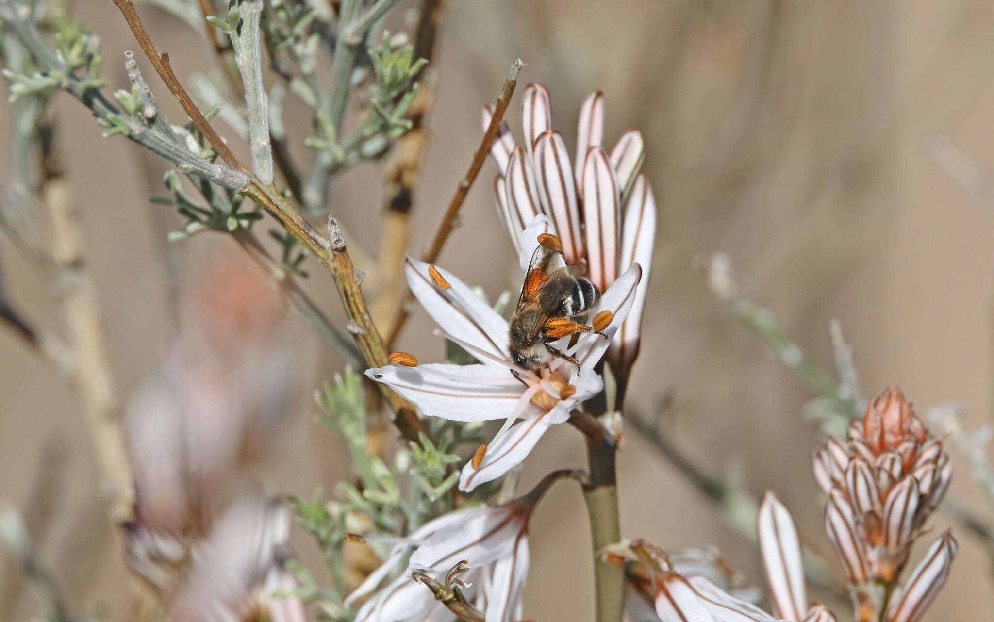 Image of Eucera gracilipes Pérez 1895