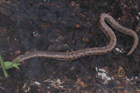 Image of Whitaker’s sand boa