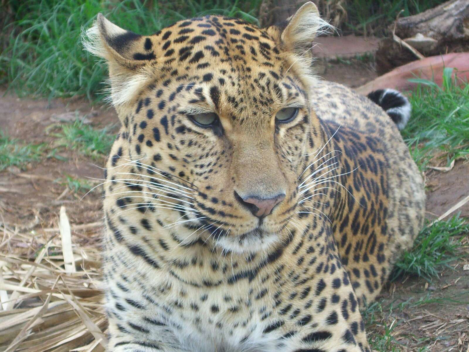 Imagem de Leopardo-indiano