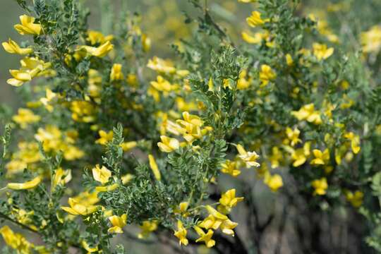 Image of Caragana buriatica Peschkova