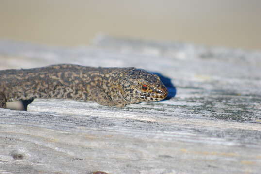 Image of Island Night Lizard