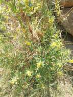 Image of shrubby yellowcrest