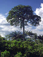 Image of brazilnut