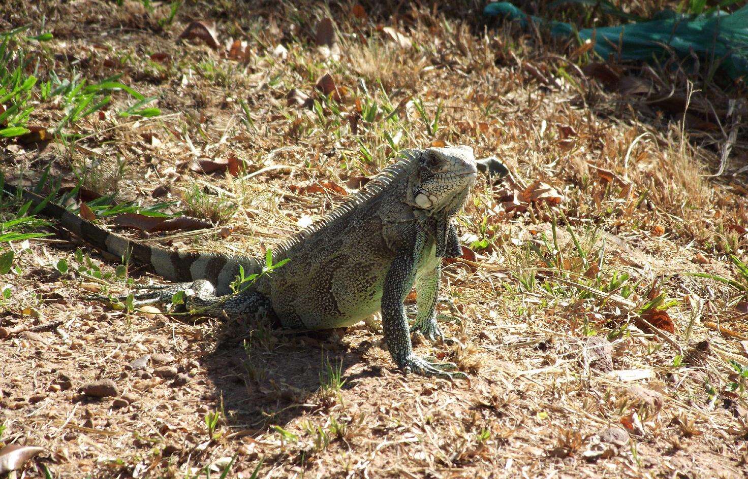 Image of Green iguana