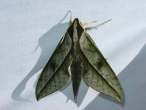 Image of Xylophanes amadis (Stoll 1782)