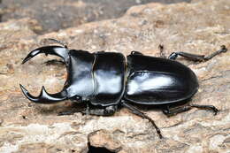 Image of <i>Dorcus <i>hopei</i></i> hopei