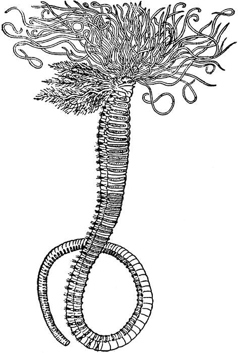 Imagem de Amphitrite ornata (Leidy 1855)