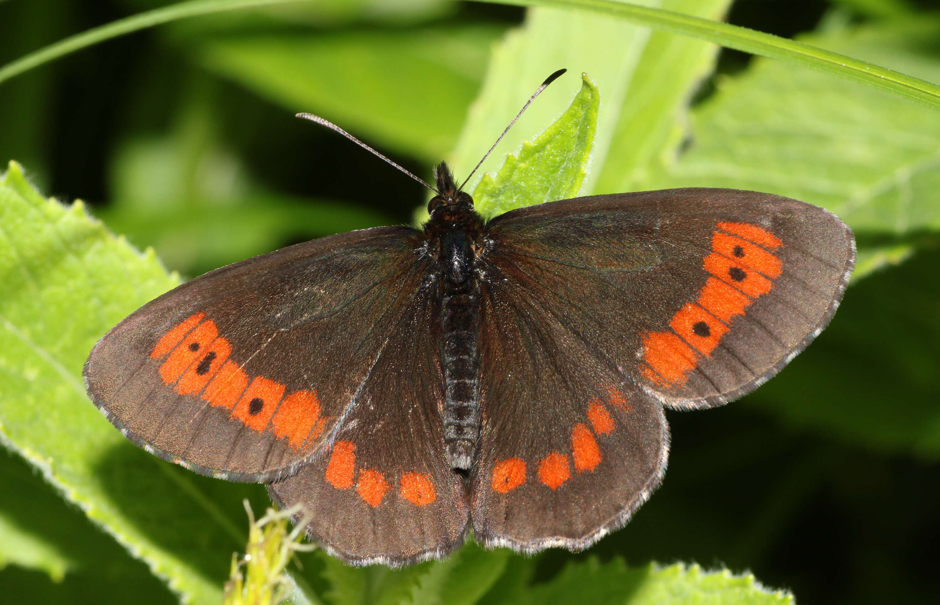 Image of Erebia euryale Esper 1777