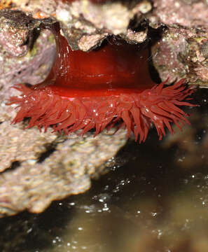 Image of Beadlet anemone