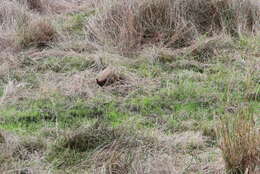 Image of Black-tailed Crake