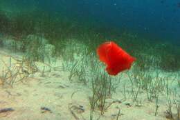 Image of bat-wing sea-slug