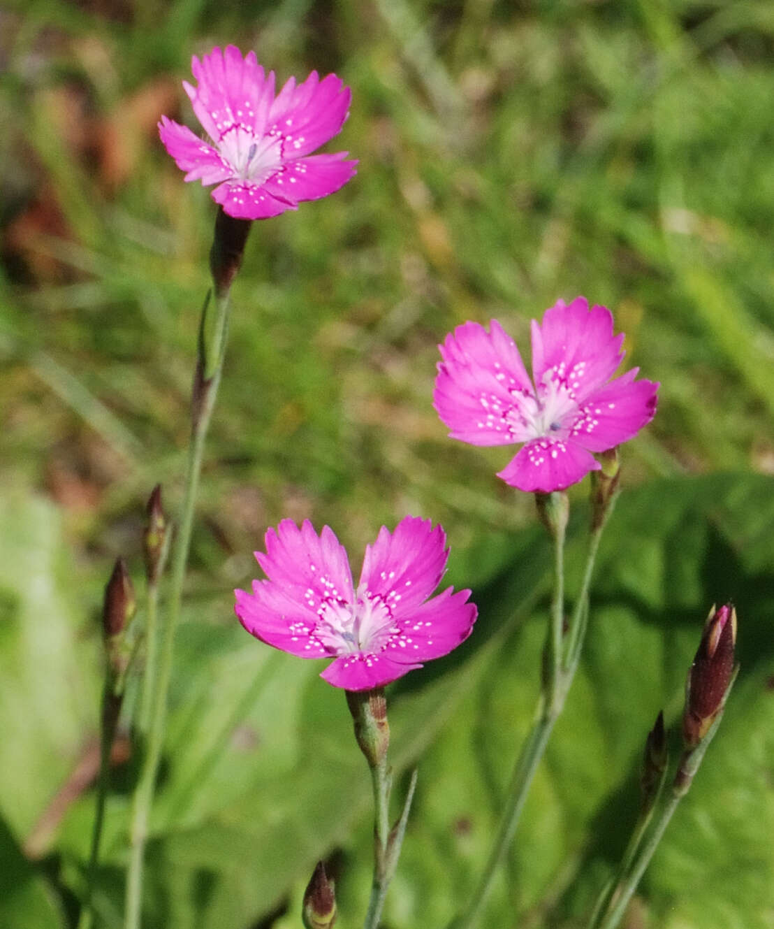 Image of maiden pink