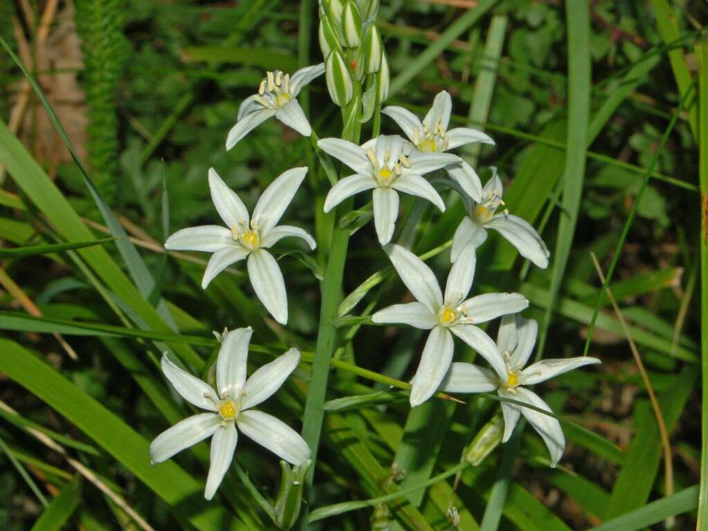 Image of Ornithogalum narbonense L.