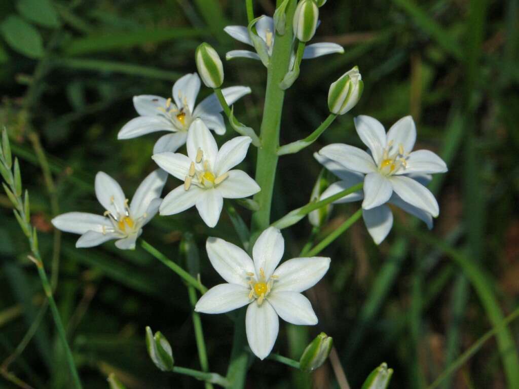 Image of Ornithogalum narbonense L.