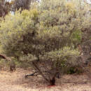 Imagem de Acacia argyrophylla Hook.