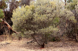 Image of Acacia argyrophylla Hook.