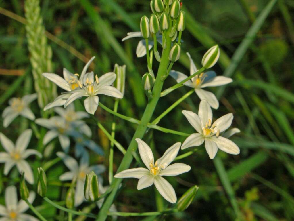 Image of Ornithogalum narbonense L.