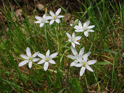 Image of Dove's dung