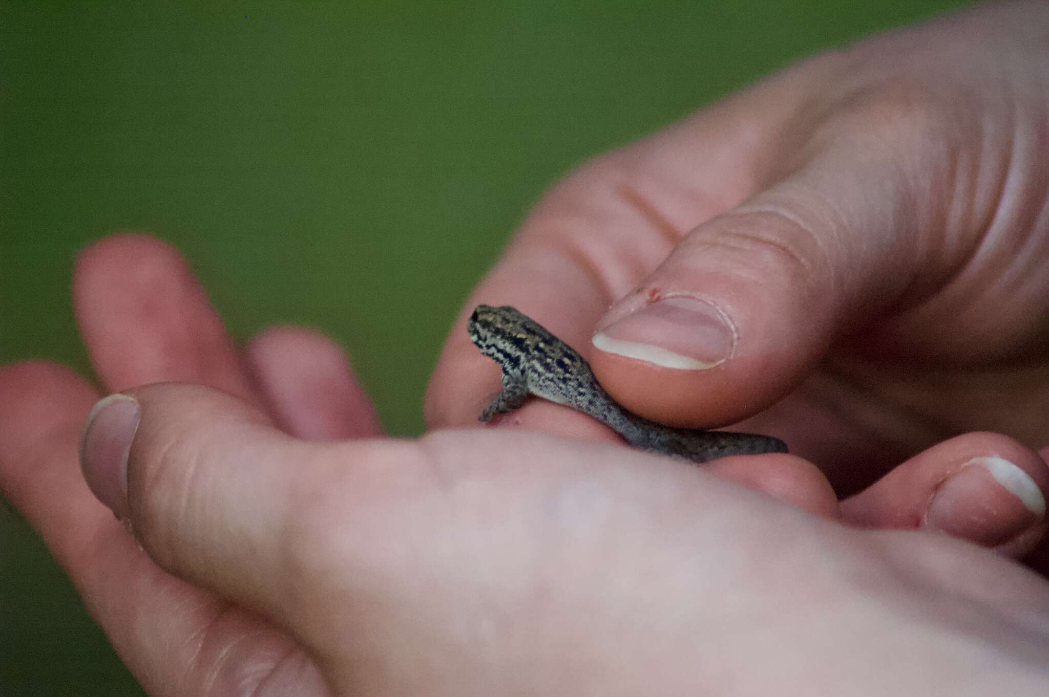 Слика од Lygodactylus keniensis Parker 1936