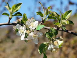 Imagem de Callophrys chalybeitincta Sovinsky 1905