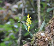 Image of Oncidium imitans Dressler