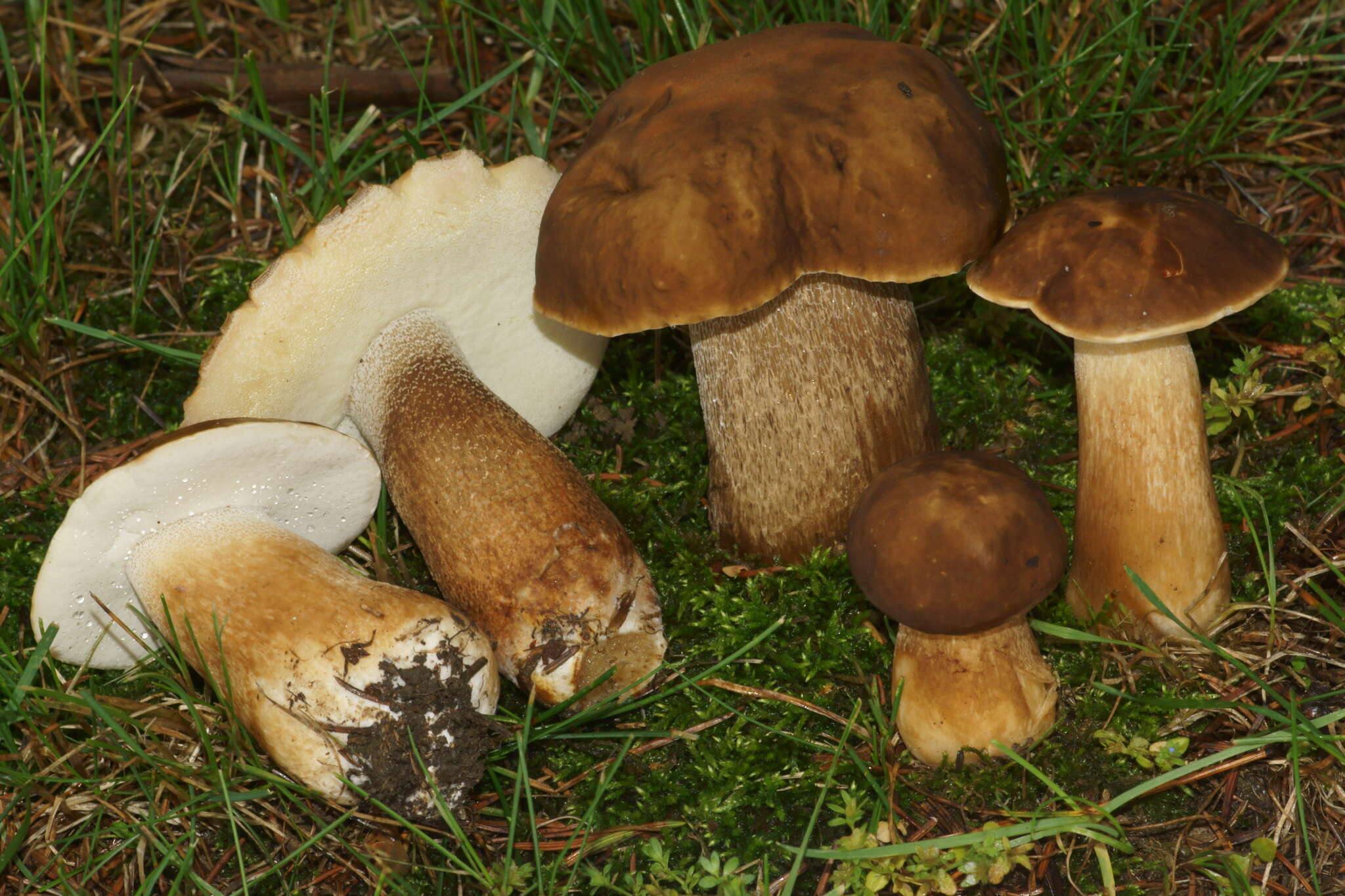 Sivun Boletus variipes Peck 1888 kuva