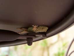 Image of Common Wall Gecko