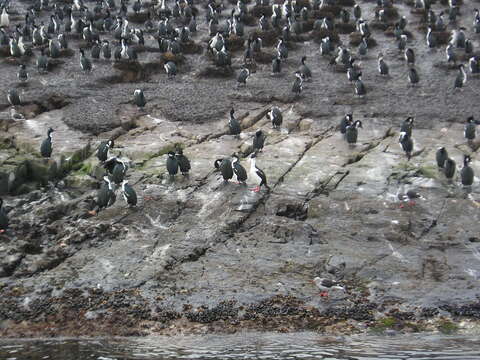 Image of Imperial Shag