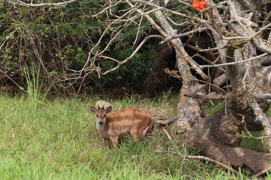 Image of Natal Duiker