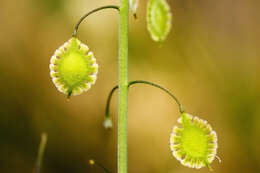 Image of Thysanocarpus curvipes subsp. amplectens (Greene) P. J. Alexander & Windham