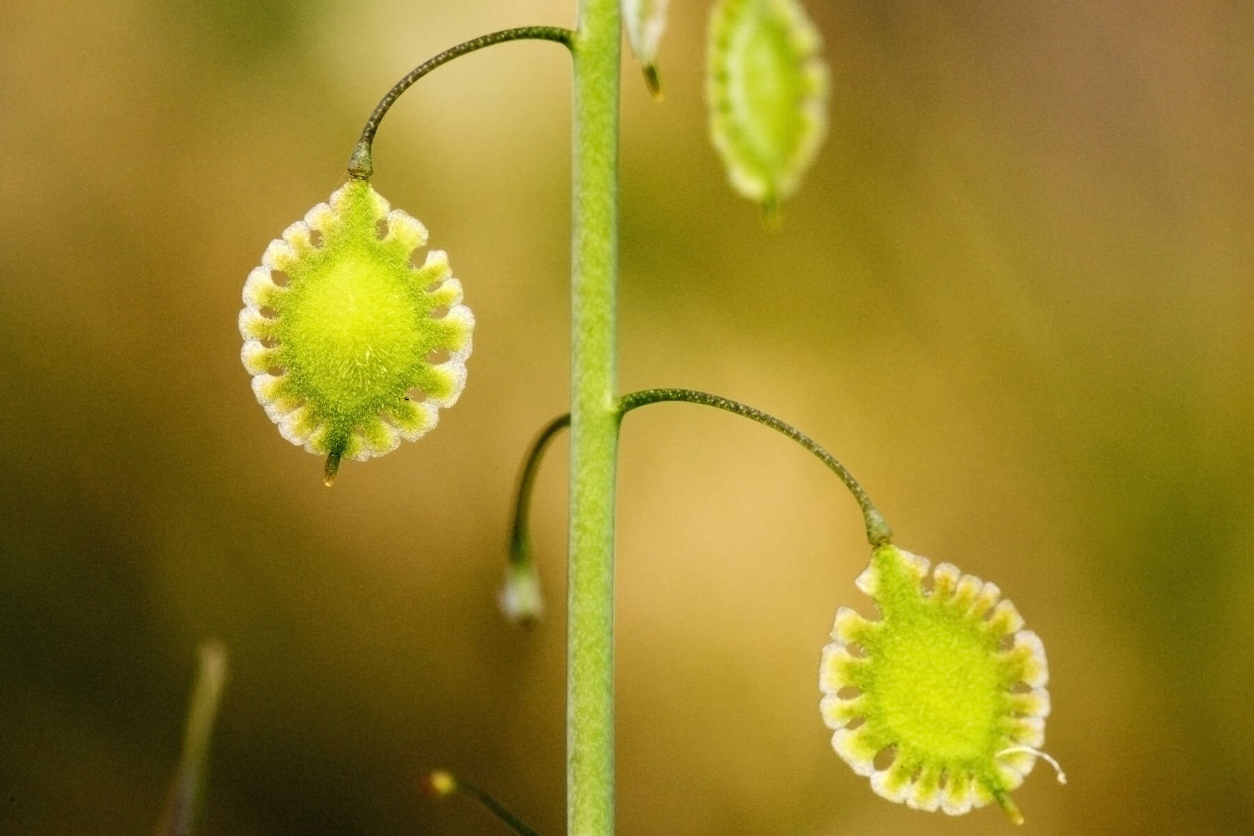 Image of Thysanocarpus curvipes subsp. amplectens (Greene) P. J. Alexander & Windham