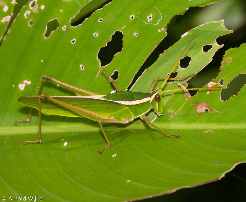 Image of Prionolopha